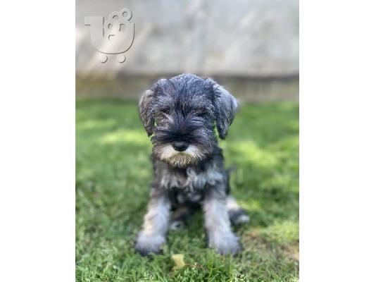 PoulaTo: Μινιατούρα Schnauzer